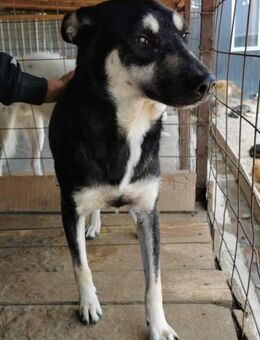 💙Timon 💙 - Markkleeberg