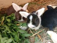 Zwergwidder Hasenbabys - Dingolfing