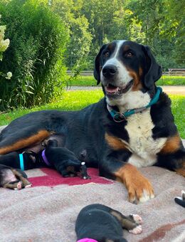 Swissydog Welpen: Große Schweizer Sennenhund - Appenzeller Sennenhund Welpen - Brannenburg