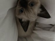 Siam Katzen - Rödental