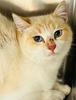 LUZY - kleiner Hingucker auf der Suche! - Sulzbach-Laufen