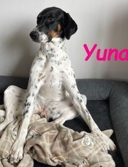 Yuna2 verschmust und gesellig 05/24 DE - Ruppertsecken