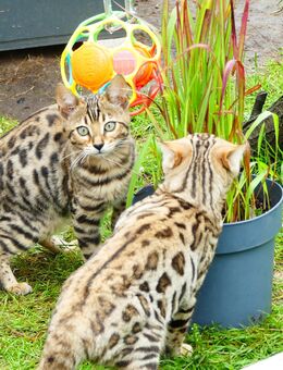 3 Reinrassige Bengal Kitten abzugeben - Gorden-Staupitz