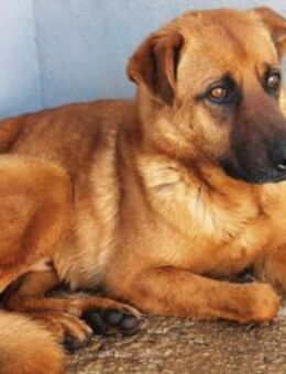 Jackson, sehr misstrauisch - Kettershausen