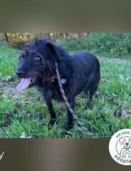 Shy Shani: Sucht geduldige Zweibeiner - Kirchzell