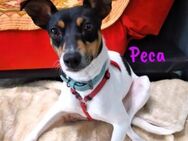 Peca süße kleine Bodeguera 9/23 ESP PS - Ruppertsecken