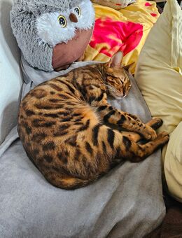 Bengalkater kastriert - Sangerhausen