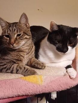 ❣️Mickey & Cookie-zwei sanfte Samtpfoten - Eislingen (Fils)
