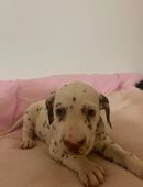 Dalmatiner Babys in 50171