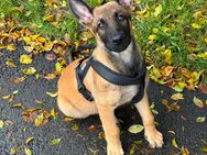 Malinois Welpe 16 Wochen alt - Essen