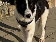 Cooper vermutlich Border Collie Mix - Leipzig