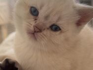 Reinrassige BKH Kitten – Abgabe ab dem 8. Juni - Arnsberg