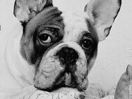 Französische bulldogge - Wuppertal