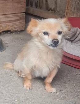 Süßer freundlicher Archie sucht zu Hause - Leonberg (Baden-Württemberg)