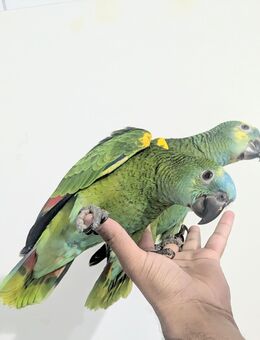 Handzahme Amazon papagei Babys - Frankfurt (Main) Unterliederbach