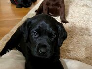 Liebe Labrador oder Labbi Welpen in schwarz und braun