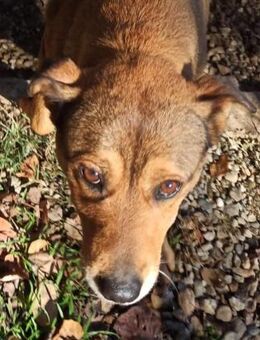 Birba - Rieden (Rheinland-Pfalz)