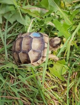 Breitrandschildkröten ( Testudo marginata) NZ 2024 - Zeuthen