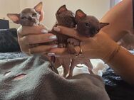 Shpinx Kitten - Plattling
