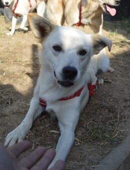 Clemens, Pflegstelle in NRW - Bad Vilbel