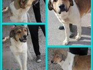 Kovu großer Tornjak Mischling Rüde - Margetshöchheim