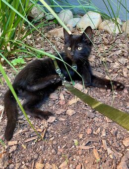 Kater zu vermitteln, 13 Wochen alt - Leinach