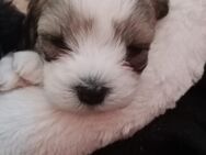 Bolonka/Maltipoo Welpen - Remscheid