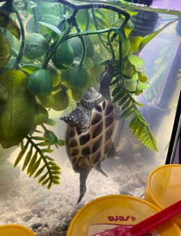 Wasserschildkröte - Neukieritzsch