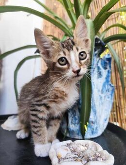 Henry aus dem Tierschutz - Grevenbroich