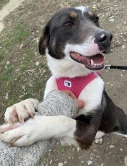 Gaby - sucht ein liebevolles Zuhause - Blankenheim (Nordrhein-Westfalen)