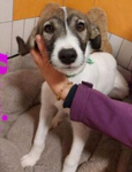 Boris sucht auch seine Menschen - Berlin