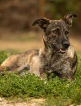 Cantabile junge sportliche liebe Hündin - Kallmünz