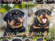 ADRK Rottweiler Welpen von der Wuthaburg - Römhild Haina
