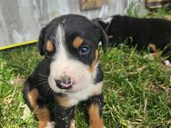 Großer Schweizer Sennenhund Welpen - Bad Langensalza
