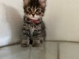 Maine Coon Mix Kitten in 78054