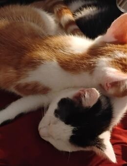 Zwei fröhliche Katzenbabies - Berlin