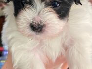 Malteser/ Havanese Welpen in liebevolle Hände - Berlin