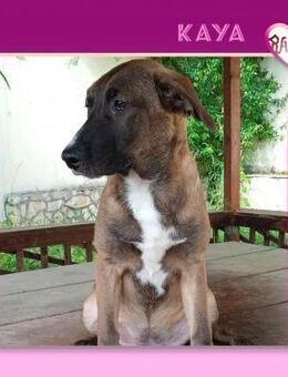 Kaya 2- Hundekind sucht ihre Menschen! - Alfeld (Leine)