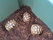Drei kleine Griechische LandSchildkröten von 2022 - Marbach (Neckar)