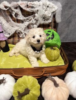 reinrassige Bichon Frise Welpen Ahnentafel & Starterpaket - Papenburg