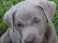 süße Labrador Welpen - Altengottern