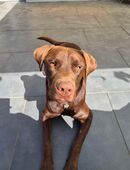 🐾 Labrador Retriever sucht neues Zuhause 🐾 in 56235