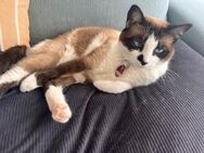 Liebevolle Familienkatze Maggie - Bad Camberg