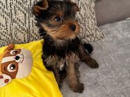 Yorkshire terrier welpen - Brake (Unterweser) Zentrum