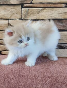 Selkirk Rex / Straight Kitten - Witten