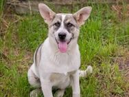 Junghund Tommi sucht ein Zuhause - Laufen