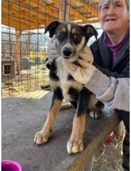 Maggie - Pflegestelle oder Zuhause gesuc - Oberwies