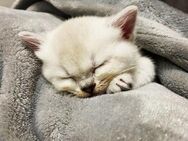 BKH Kitten Bärchen - Ludwigshafen (Rhein)