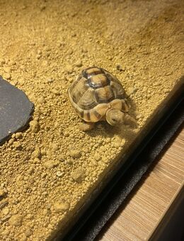 Ägyptische Landschildkröte Testudo kleinmanni - Leverkusen