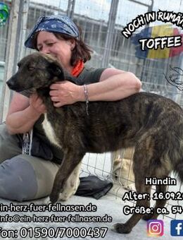 TOFFEE - sucht ihr Fellnasenparadies - Waakirchen